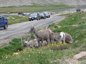I couldn't resist getting out of the car and joining them on the hillside - just to see if they'd let me. They did!